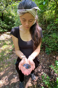 wild blueberries wild blueberries